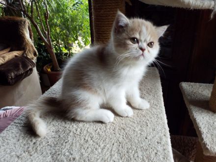 Süßes Exotic-Shorthairmädchen, cremetabbyweiss,exzell. Stammbaum,aus seriöser Zucht, 40 Jahre Zuchte
