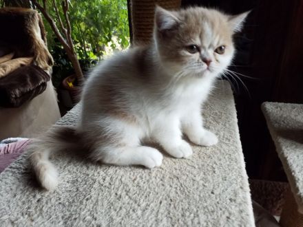 Süßes Exotic-Shorthairmädchen, cremetabbyweiss,exzell. Stammbaum,aus seriöser Zucht, 40 Jahre Zuchte