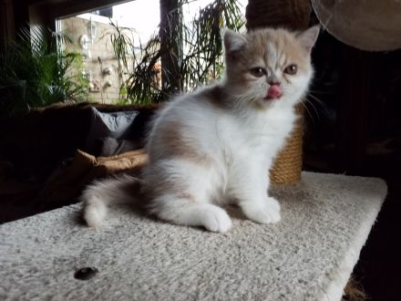 Süßes Exotic-Shorthairmädchen, cremetabbyweiss,exzell. Stammbaum,aus seriöser Zucht, 40 Jahre Zuchte