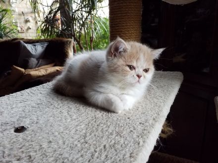 Süßes Exotic-Shorthairmädchen, cremetabbyweiss,exzell. Stammbaum,aus seriöser Zucht, 40 Jahre Zuchte