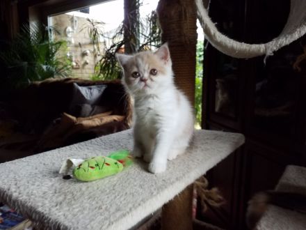 Süßes Exotic-Shorthairmädchen, cremetabbyweiss,exzell. Stammbaum,aus seriöser Zucht, 40 Jahre Zuchte