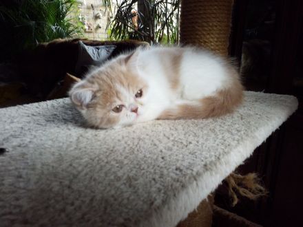 Süßes Exotic-Shorthairmädchen, cremetabbyweiss,exzell. Stammbaum,aus seriöser Zucht, 40 Jahre Zuchte