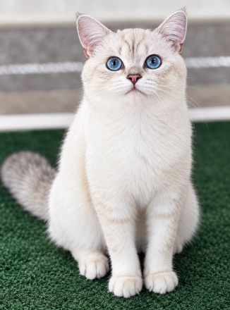 Deckkater Stammbaum blauen Augen BKH Farbe seal-silver-shaded-point ns 11 33