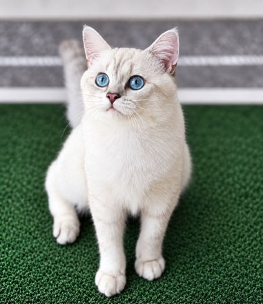 Deckkater Stammbaum blauen Augen BKH Farbe seal-silver-shaded-point ns 11 33