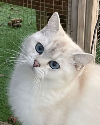 BKH mit blauen Augen Stammbaum, geimpft,gechipt