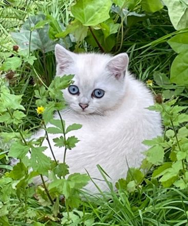 BKH mit blauen Augen Stammbaum, geimpft,gechipt
