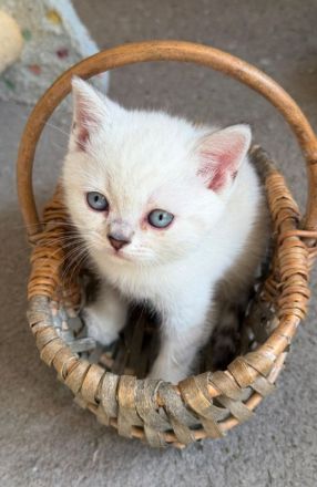 BKH mit blauen Augen Stammbaum, geimpft,gechipt