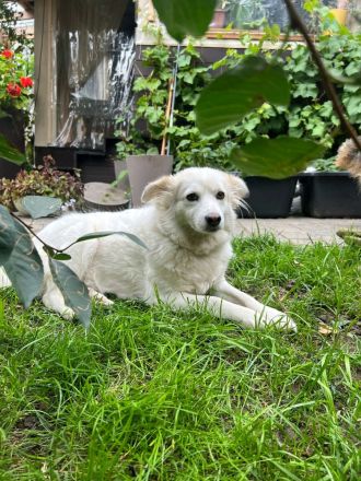 Sima - ehemaliger Niemandshund auf der Suche nach einer eigenen Familie