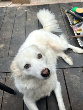 Sima - ehemaliger Niemandshund auf der Suche nach einer eigenen Familie