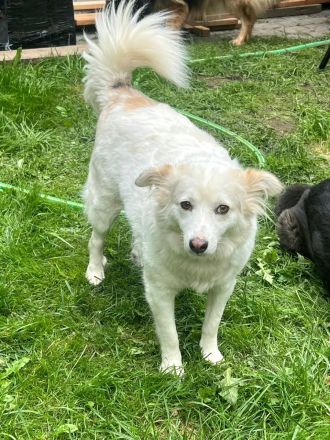Sima - ehemaliger Niemandshund auf der Suche nach einer eigenen Familie