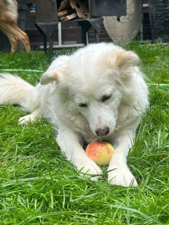 Sima - ehemaliger Niemandshund auf der Suche nach einer eigenen Familie