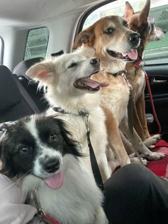 Sima - ehemaliger Niemandshund auf der Suche nach einer eigenen Familie