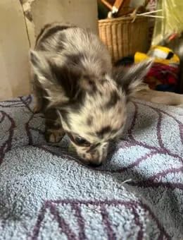 Chihuahua Welpe rüde zu verkaufen