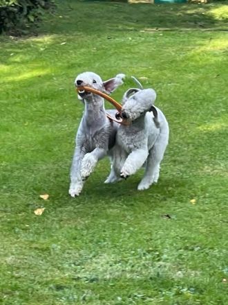 Bedlington Terrier