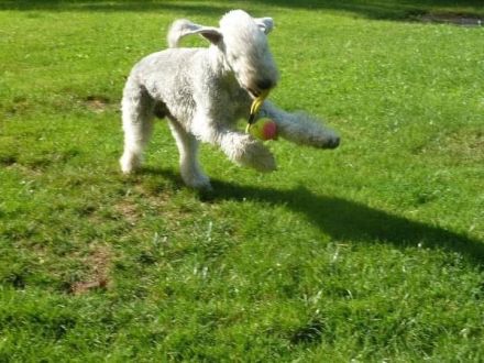 Bedlington Terrier