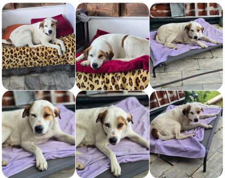 Belle – kleine Freigeistin sucht ruhiges Zuhause