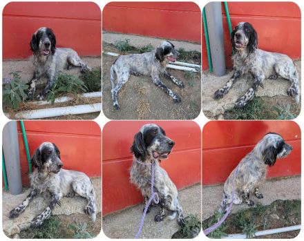 Errol – wunderschöner Setter sucht seine Herzensmenschen