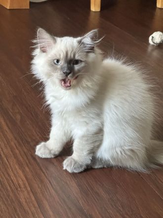 6 süße Ragdoll / Birma Kitten suchen neues Zuhause