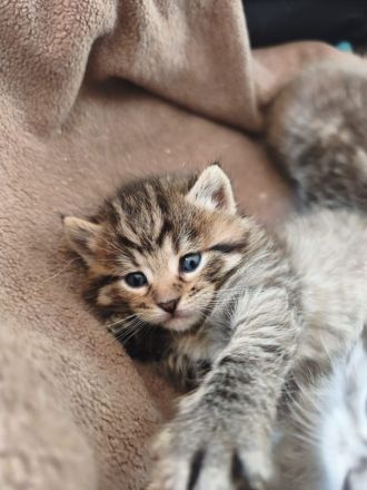 Süße Maine Coon Babies suchen liebevolles Zuhause