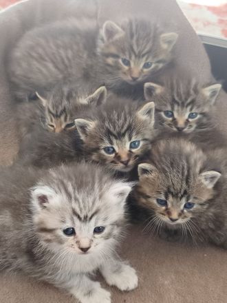 Süße Maine Coon Babies suchen liebevolles Zuhause