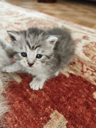 Süße Maine Coon Babies suchen liebevolles Zuhause