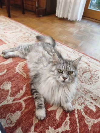 Süße Maine Coon Babies suchen liebevolles Zuhause