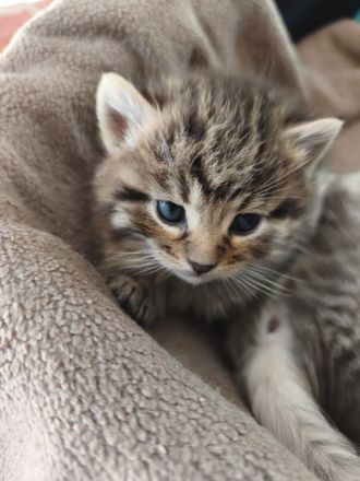 Süße Maine Coon Babies suchen liebevolles Zuhause