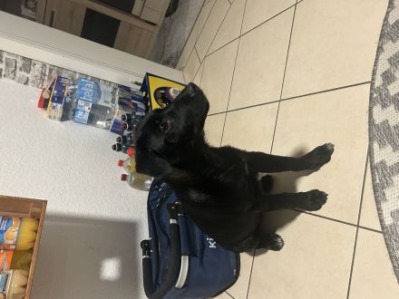 Mischlingswelpe Buddy sucht DRINGEND ein neues zu Hause!