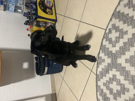 Mischlingswelpe Buddy sucht DRINGEND ein neues zu Hause!