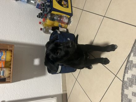 Mischlingswelpe Buddy sucht DRINGEND ein neues zu Hause!