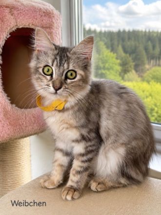 Verspielte schöne Maine Coon Kitten abzugeben