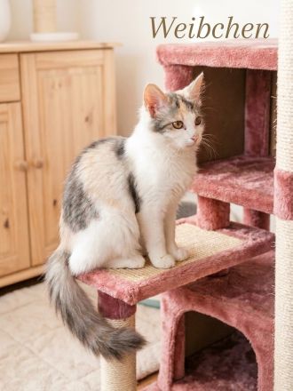 Verspielte schöne Maine Coon Kitten abzugeben