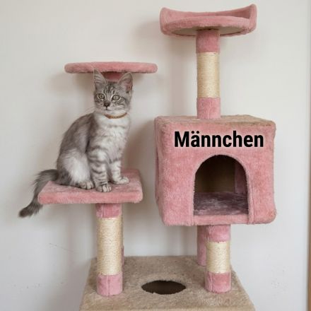 Verspielte schöne Maine Coon Kitten abzugeben
