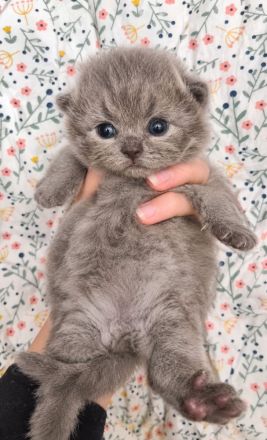 Bkh Blau Kitten mit Stammbaum