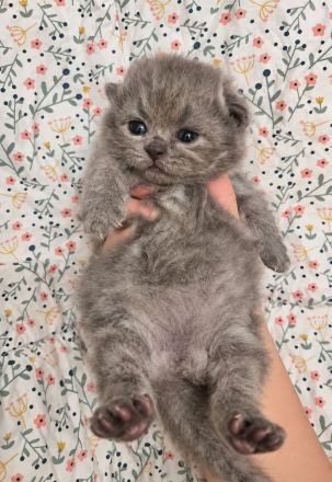 Bkh Blau Kitten mit Stammbaum