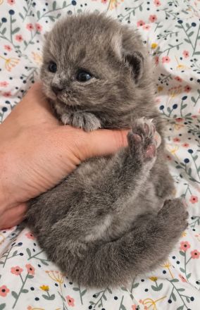 Bkh Blau Kitten mit Stammbaum