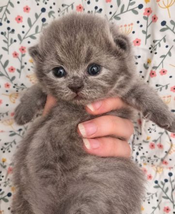 Bkh Blau Kitten mit Stammbaum