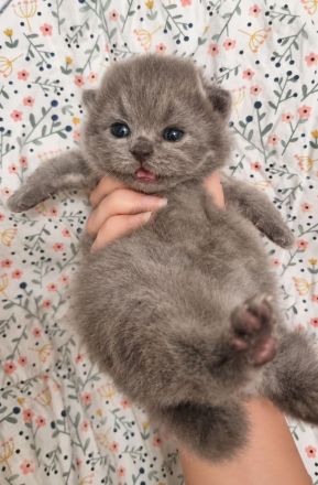 Bkh Blau Kitten mit Stammbaum