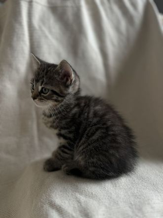 BKH Kitten, BKH Mischling