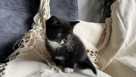 BKH Kitten, BKH Mischling