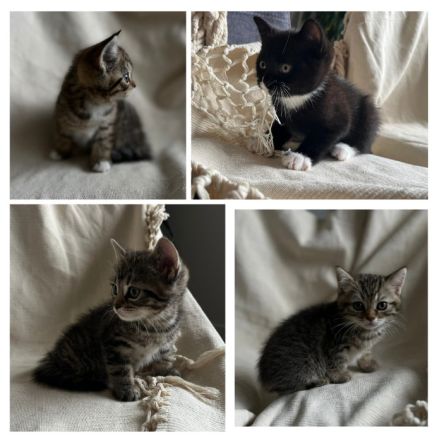 BKH Kitten, BKH Mischling