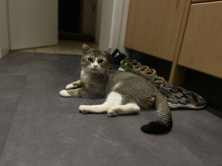 BKH Kitten, BKH Mischling