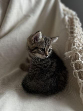 BKH Kitten, BKH Mischling