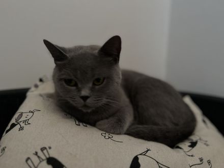 BKH Kitten, BKH Mischling
