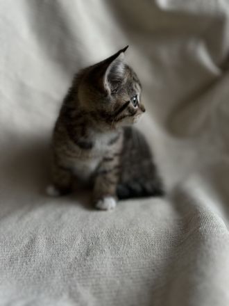 BKH Kitten, BKH Mischling