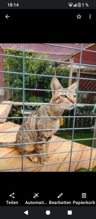 Savannah f 5 SBT mit Zuchtzulassung