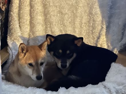 Wunderschöne Shiba-Inu-Welpen suchen ihr liebevolles Für-immer-Zuhause