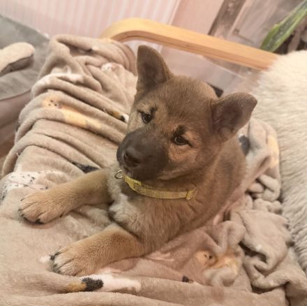 Wunderschöne Shiba-Inu-Welpen suchen ihr liebevolles Für-immer-Zuhause