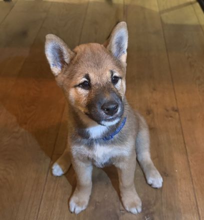 Wunderschöne Shiba-Inu-Welpen suchen ihr liebevolles Für-immer-Zuhause