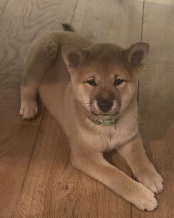 Wunderschöne Shiba-Inu-Welpen suchen ihr liebevolles Für-immer-Zuhause